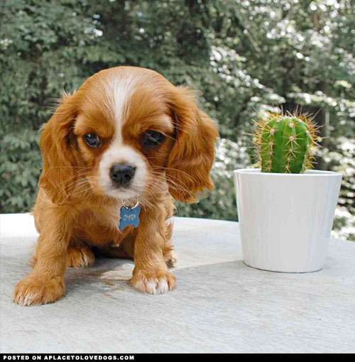 aplacetolovedogs:  Adorable Ruby Cavalier King Charles Spaniel puppy Charm just hanging out with her cactus buddy @charmthecavalier For more cute dogs and puppies