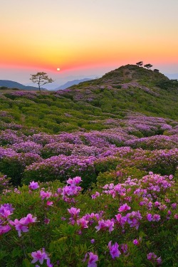 flitterling:Mount Hwangmae, South Korea,