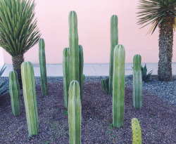 roboroxana:  a cactus is like a guard dog of the plant world