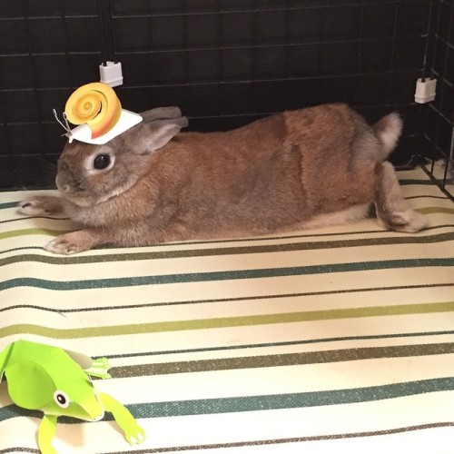 omatsu777:Snails on the bunny. #のせうさぎ #konatsu #usagi #bunny #rabbit # # #うさぎ #bunniesworldwideI tho