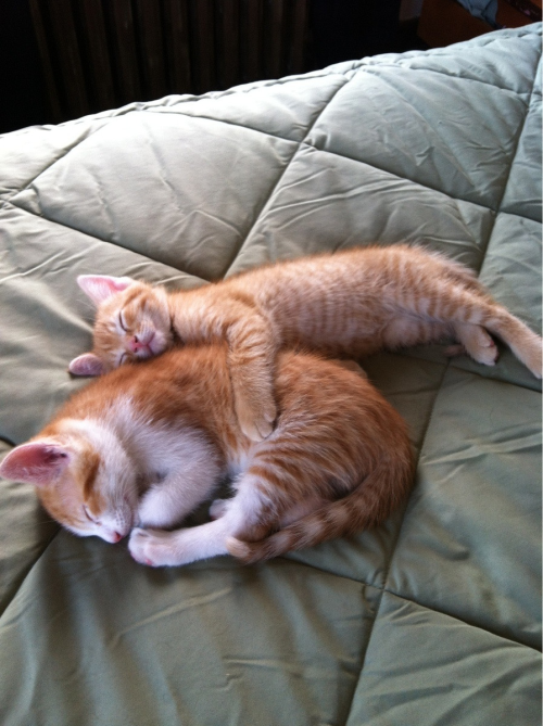 Sex awwww-cute:  Tiny kitty is the big spoon pictures