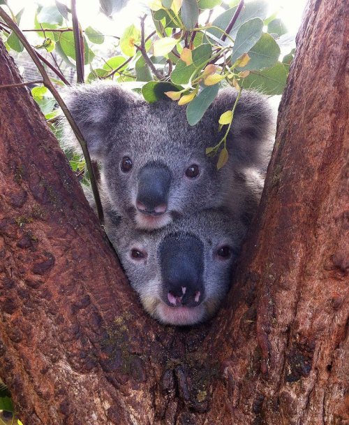 Porn photo Piggyback peekaboo (Koala Bears)