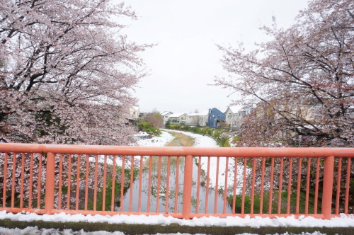 雪の降る日に満開の桜なんて。思わぬところで今年はじめてのお花見達成。近所の川沿いに咲く桜が綺麗なんです。2020.3