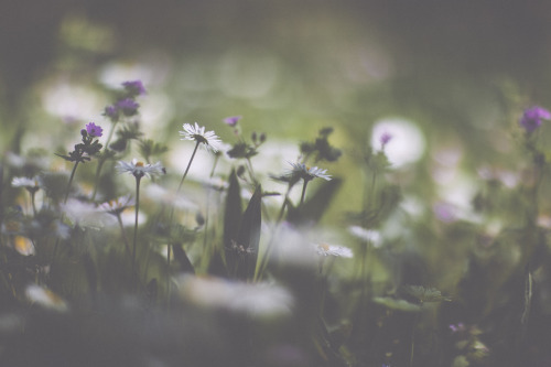 elenamorelli: { daydreaming on a springtime meadow }