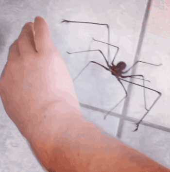 gifsboom:  Giant Whipscorpion. [video] 