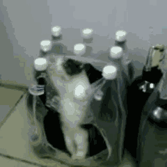 failsnet:  Tumblr Fails.net - Need a little help here!