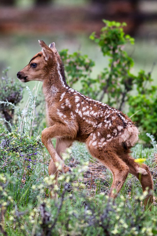 expressions-of-nature:  Bravely Exploring the New World by: Richard Hahn