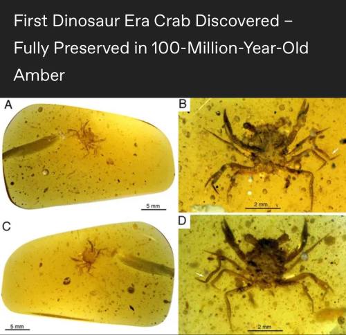 Text saying 'First Dinosaur era crab discovered - Fully preserved in 100 million year-old amber', followed by pictures of a small crab in a piece of amber.
