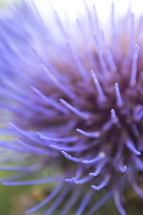 pragmaculture:artichoke flower 