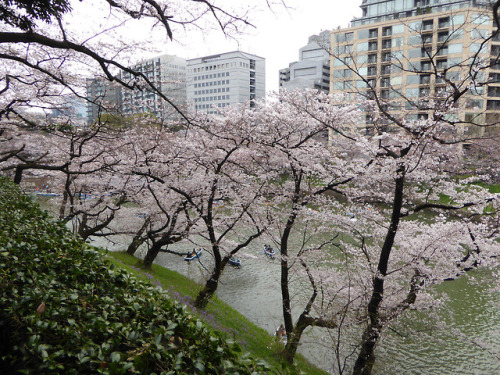 minuga-hana:  【北の丸公園 Kitanomaru park (a part of the Kokyogaien National Gardens)】 千鳥ヶ淵 Chidori-ga-fu