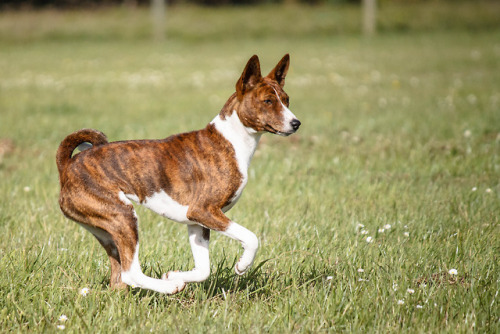 mostlyvoidpartiallydogs: this basenji was highly suspicious of the lure LCKC fun run July &lsqu