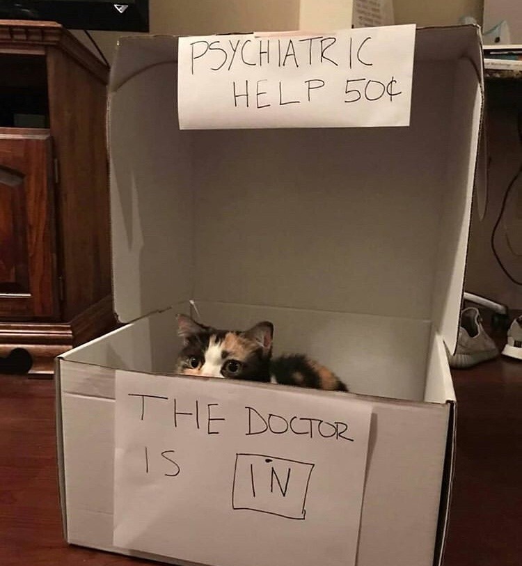 fernbat:  general-jinjur:   catmemejesus:  That’s a very cheap therapist, may seem a bit sketchy. But i trust her.  Why does this kitty need fifty cents?   because cats are small dragons and need to hoard shiny things 