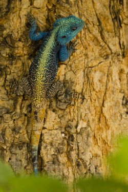 creatures-alive:  Blue-headed Agama, adult male (by Kenneth Tinnesen) 