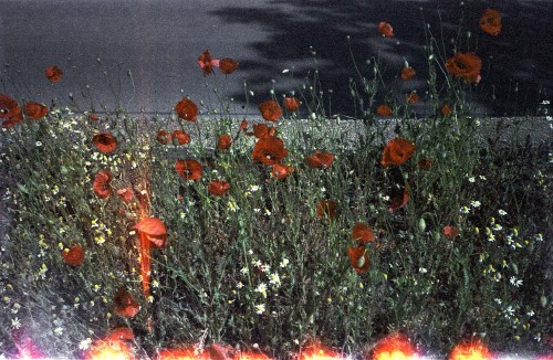 inthisrealityorinanother:  Papaver06|2020