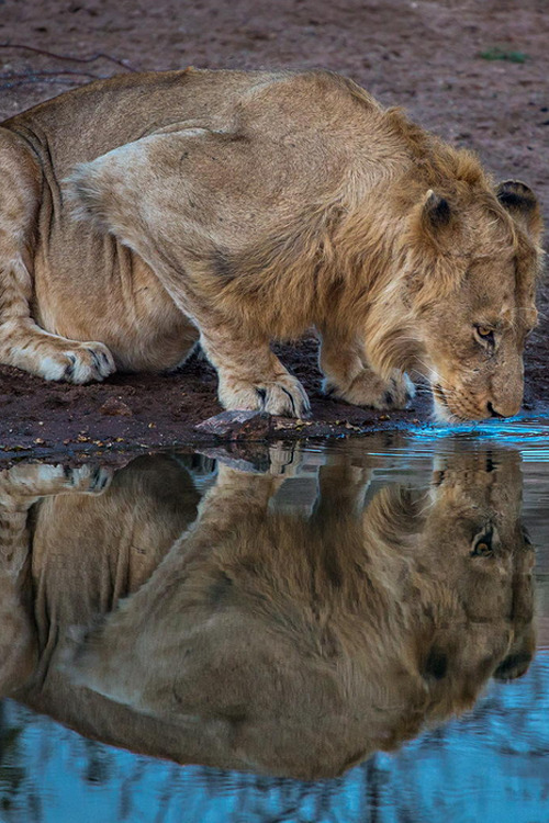 plasmatics-life:  Self Reflection ~ By Keith Connelly Photographics 