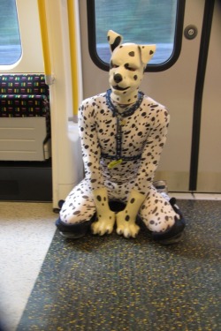 uptopuppystuff:  hruff:  zentaispot:  Travelling home on the tube like a good puppy…. did the Metropolitan Line from Baker Street to Uxbridge like this *wags*  You gotta love Spot :)  Cute :-) 