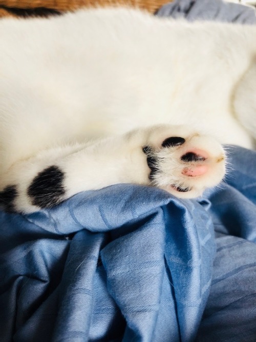 the-boop-troop: Let’s plz just take a moment to talk about Michonne’s toes