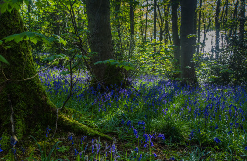 Late bluebells Carsington Water by Global Visions