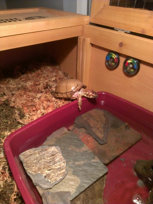 Hippy’s got some new digs! And he is super excited about it.