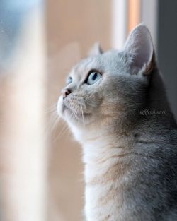 Cybergata:  Via Fips♂- Feli♀ - Miri♀ - Nuri♂ @  Fifemi.nuri.nuri Watching