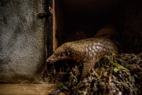 crookedindifference:The Most Trafficked Mammal You’ve Never Heard Of: Pangolin