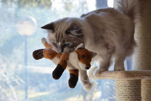 young-kitten:  isriana:  New photos of my pretty boy ♥ Nemo, ragdoll, 10 months  Ragdolls are soooooo cute! 