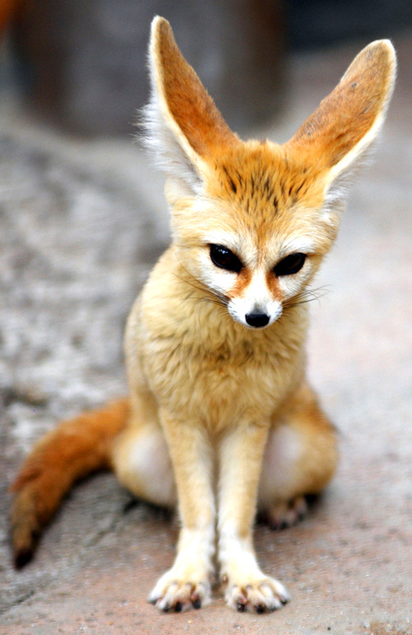 theangryguardianangel:  Foxes  Red, Silver, Gray, Arctic and Fennec  