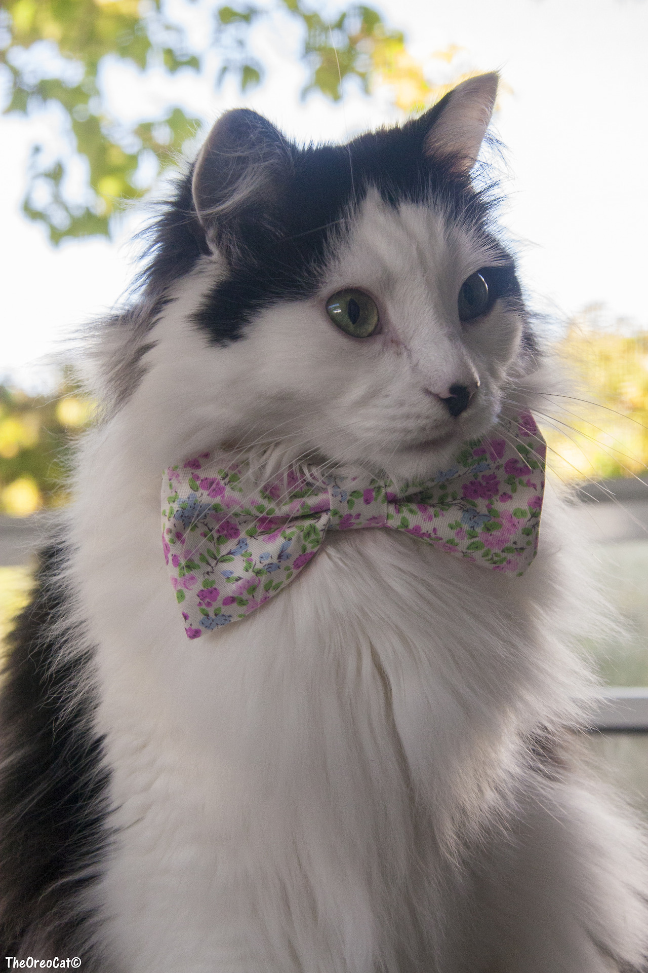 theoreocat: Bow ties are cool