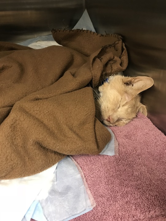pirate-cashoo:  koryander:   I almost never post anything on Tumblr, but this is a cause I want to fight and share and work towards. I am hopeful you all find it worthwhile enough as well. https://www.youcaring.com/pumpkinthekitty-1085696 My dear cat