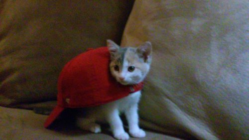 disgustinganimals:lilnympho:silent-tundra:pet-corner:My cat got her head stuck in my hat.The hero th