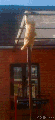 4gifs:  Fireman cat. [video] 