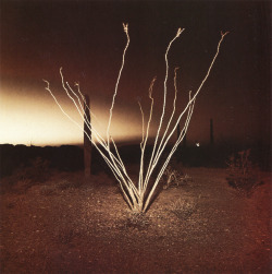 avtavr:Richard Misrach, Ocotillo, 1975.