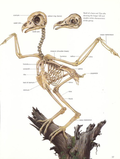 A sweet fuck-ton of owl references. Before anyone asks, yes, that skeleton at the top belongs to an 