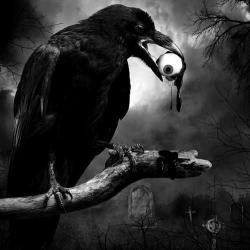 goth-doll: Crows and RavensAlthough crows and ravens are part of the same family (Corvus), they’re not exactly the same bird. Typically, ravens are quite a bit bigger than crows and they tend to be a bit shaggier looking. The raven actually has more