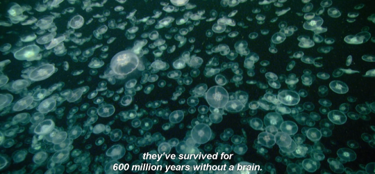 thedrunkhermit:  toxicglooo:  sevensuptic:  sevensuptic:   sevensuptic:  nature documentary but the narration is just weird enough to make you question it  “Some fish can walk out of water, so remember that next time.”   “You might think you’re