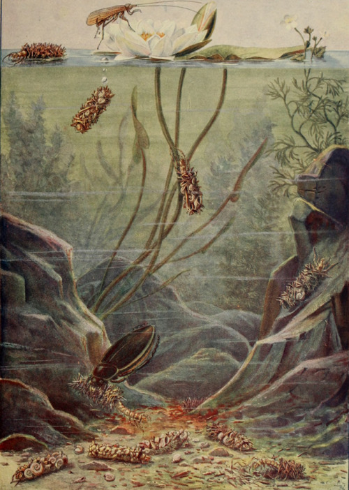nemfrog:The diving beetle and the caddis fly. Le monde merveilleux des insectes. 1932. 
