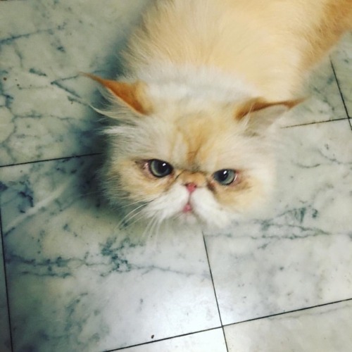 I’m not too proud to beg. #fluffypantsdaily #cat #persian #himalayan #catsofinstagram #catsoft