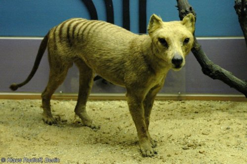 thylacine-dreams:Thylacine taxidermy at the Museum für Naturkunde in Berlin, photographed by Klaus R