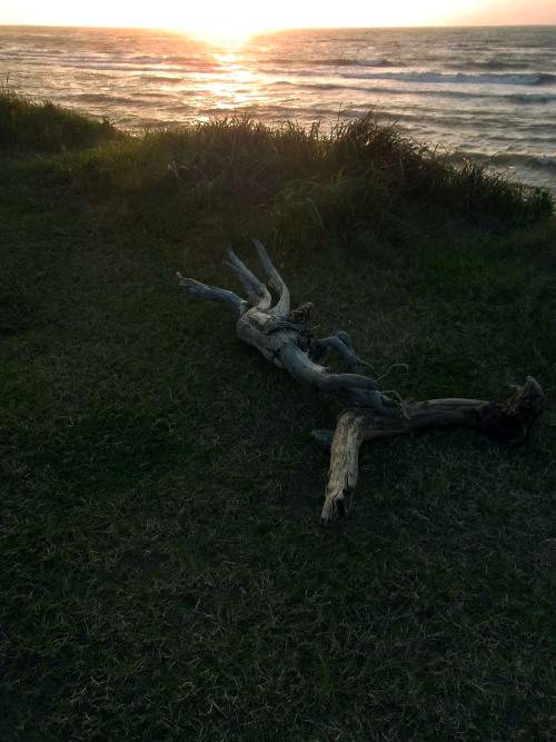 An old drifted log at sundown.