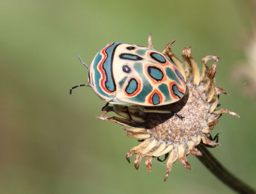 Alan D Manson aka Alan Manson (South African, based South Africa) - Sphaerocoris Annulus aka Picasso