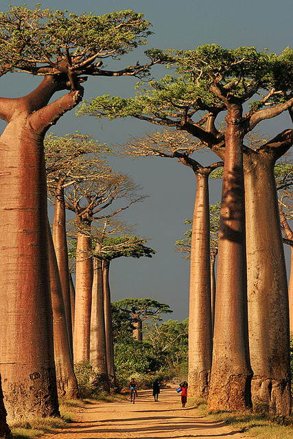 megazal:
“ Baobab Alley, Morondava by peace-on-earth.org on Flickr.
”