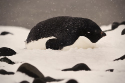 drxgonfly:  Antarctica 2011 - One Last Penguin