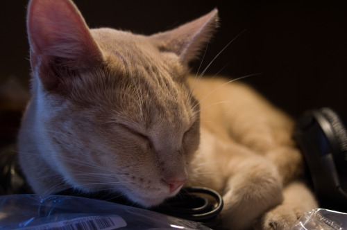 Feline Desk Companion, The Youngest.