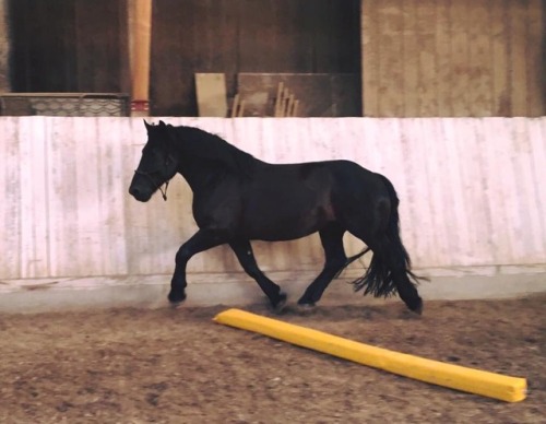 Black des GrappesPercheron, GeldingBorn 2011