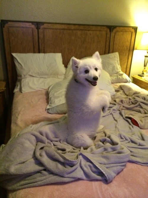 wolfpuke:  My dog sometimes refuses to get off the bed.. So he sits up and stares me down.. 