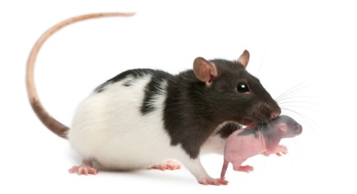 androidpup:baby rat n mama rat