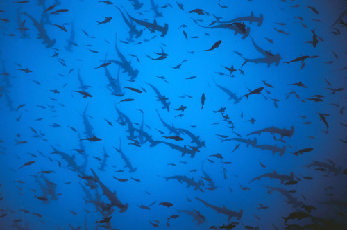 beyondtheseablog: nubbsgalore: hammer time. schools of scalloped hammerhead sharks photographed in t