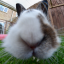 bunnnylike