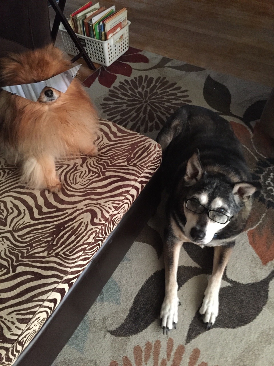 jakerdoodle:So I found out about Pomeranian Dirk and well I did this to my dogsI