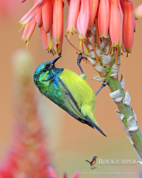 rockjumperbirdingtours: Photo of the Day – The Collared Sunbird (Hedydipna collaris) is mainly